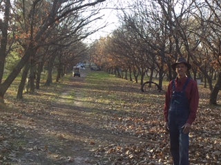 A look back at 27 years growing chestnuts