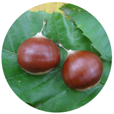 Beautiful chestnuts and chestnut leaves